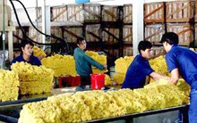 Giá cao su xuất khẩu có thể chỉ còn 20 triệu đồng/tấn