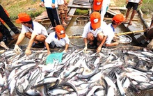 Vụ cấp khống 800 giấy lưu hành: Viện Kiểm sát vào cuộc