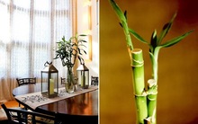 Trồng 10 loại cây này trong phòng khách, bạn sẽ nhanh chóng phát tài