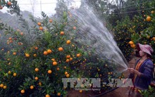 Thu tiền tỷ từ trồng quất