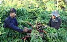 Nhiều nỗi lo niên vụ cà phê 2016-2017