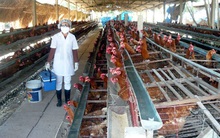 Báo động ngành chăn nuôi