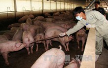 "Chất tạo nạc" Salbutamol sẽ được kiểm soát đặc biệt