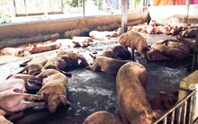 Khống chế hoàn toàn nguồn cung chất cấm cho chăn nuôi!?