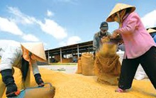 Giá lúa ở đồng bằng sông Cửu Long sụt giảm