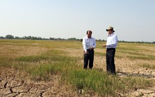 Tiền Giang cứu được 27.000 ha lúa từ hạn, mặn