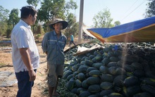 Làm “luật” trên ruộng dưa