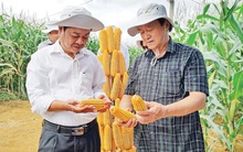 Ðẩy nhanh chuyển đổi diện tích lúa kém hiệu quả