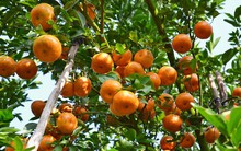 Đồng Tháp: Thiệt hại kép, người trồng quýt hồng… “xanh mặt”