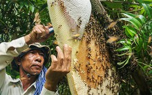 Cà Mau đề nghị đính chính thông tin 85% mật ong U Minh Hạ pha đường