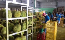 Sầu riêng nghịch vụ giá cao, nhà vườn thu bạc tỉ