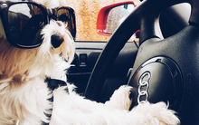 Cuộc sống sang chảnh đến phát ghen của hội... những chú chó nhà giàu trên Instagram