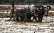 Sinh viên Harvard có học hành "trâu bò" như bức ảnh 4 giờ 30 sáng đang lan truyền?