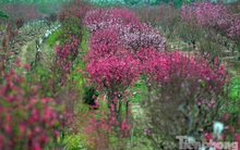 Tiếc đứt ruột nhìn đào Nhật Tân nở bung... sau Tết