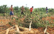 Người dân vùng cao A Lưới chặt bỏ cây cà phê