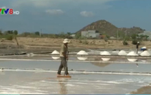 Triển khai thu mua muối tạm trữ cho diêm dân