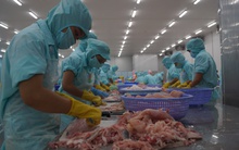 Xuất khẩu cá tra sang thị trường Trung Quốc tăng vọt