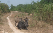 Dự án 500 triệu USD bỏ hoang 11 năm, bí thư Đinh La Thăng ra "tối hậu thư"