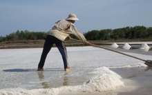 Kiến nghị Trung ương cứu 92.000 tấn muối