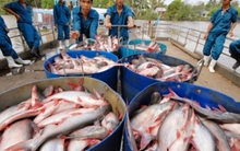 Thương lái Trung Quốc gian manh, người dân nuôi cá tra điêu đứng
