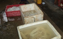 Ớn lạnh thịt trâu bò tẩy ướp hóa chất