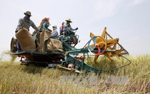 Thái Lan nỗ lực ổn định thị trường lúa gạo