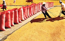 Gạo Việt: Hãy loại bỏ rào cản chính sách, đừng sợ Thái Lan xả kho