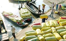 Thái Lan xả kho 11 triệu tấn gạo: Gạo cũ xấu, giá rẻ