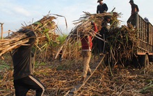 Hài hòa lợi ích giữa nông dân và nhà máy đường