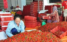 Người dân vui vì “1 tạ ớt bằng 1 chỉ vàng”
