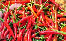 Trung Quốc thu mua ớt ào ạt, giá ớt nhảy múa