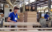 Trung Quốc tăng nhập khẩu gỗ nguyên liệu từ Việt Nam