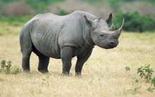 Một Tổng công ty lớn của Bộ Công Thương lỗ cả nghìn tỷ, âm vốn vì xi măng