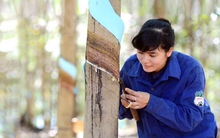 Nếu đang đau đầu vì cổ phiếu HNG giảm, bầu Đức có thể khiến bạn vui vì thông tin này