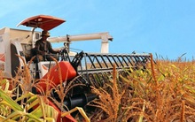 Vừa có nghìn tỷ, HAGL Agrico nhanh chóng mua lại công ty cao su từ 2 đối tác chiến lược