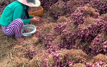 Nhiều hộ dân Tiền Giang mất mùa hành tím Tết