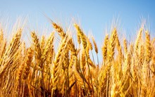 Ngành lúa mỳ nước Anh hưởng lợi từ quyết định rời khỏi EU