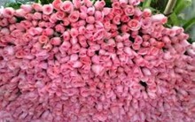 Thương lái thao túng giá hoa