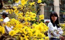 “Rầu thúi ruột” vì mai nở sớm