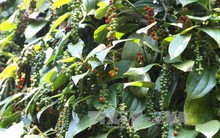 Diện tích hồ tiêu tăng chóng mặt: Hệ lụy khôn lường