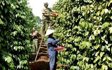 Hồ tiêu xuất khẩu sụt giảm: Kinh doanh thiếu bài bản