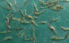 Xử phạt nhiều cơ sở sản xuất tôm giống sai quy định