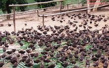 Nuôi vịt trời dưới thác Sao Va cho thu nhập 'khủng'