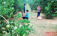 Đồng bào dân tộc Thái 'tập' trồng cam