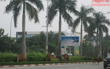 Chăn trâu, bò trên đại lộ đẹp nhất Nghệ An