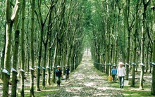 Cao su Quảng Nam (VHG): Lỗ từ bán phân URE Trung Quốc và Hóa chất, quý 1 có lãi nhờ cổ tức