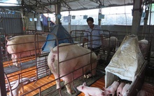 Nuôi lợn lãi 500 triệu đồng/năm