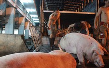 Ngại hủy heo có chất cấm thì gọi cho bộ