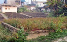 “Đất vàng” thành đất hoang