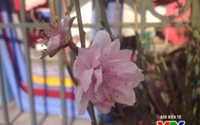 Làng đào Nhật Tân lo lắng vì hoa nở sớm